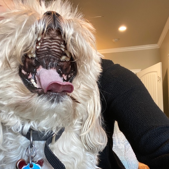 Shitzu - Picture 2 of 6